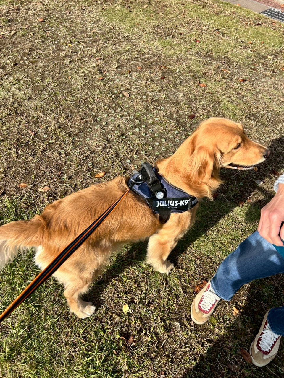 わんわん運動会 (2)